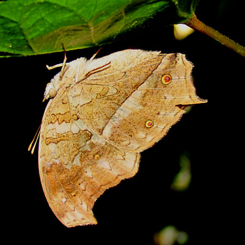 Protogoniomorpha anacardii